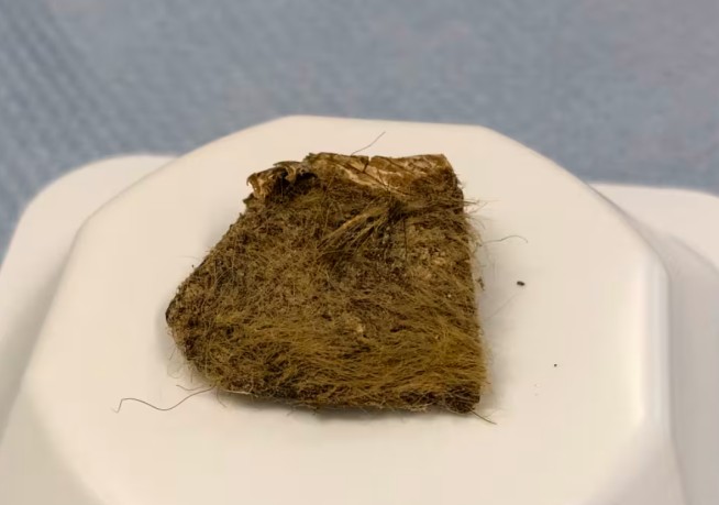 Ancient Wolf Pup's Meal Shows How Woolly Rhinos Vanished