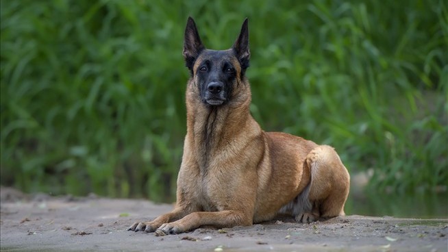 Malawi's Current, Former Presidents Fight Over 4 Dogs