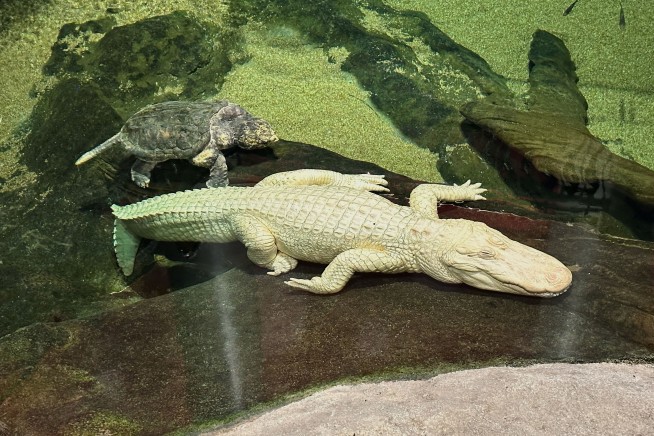 San Francisco Honors Claude, Beloved Albino Alligator