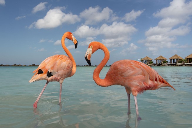 Fla.'s State Bird May Be Booted From Its Nest After 99 Years