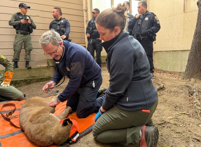 Young Mountain Lion Captured in San Francisco