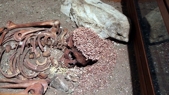 The Teen Was Killed by a Bear—27K Years Ago