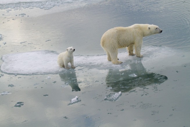 Norway Polar Bears Defy Gloomy Predictions, for Now