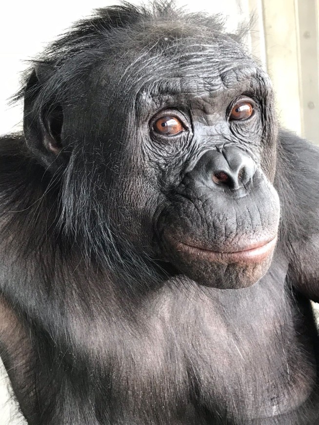 Scientists Say This Ape Had Some Imagination