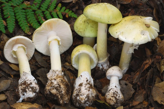 California Health Officials: Beware Deadly Mushrooms
