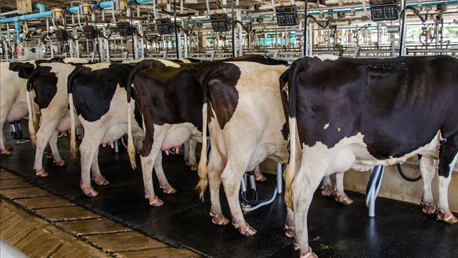 Our Dairy Cows Are Making a Heck of a Lot More Fat