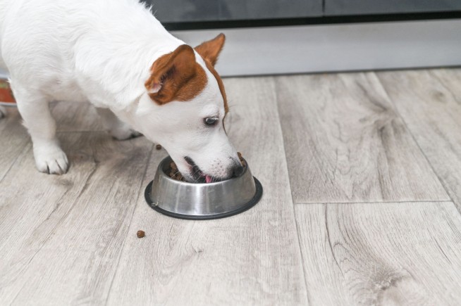 Dog Food Contains 'Alarming' Levels of Heavy Metals: Report
