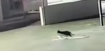 After a Year of Thefts, a Literal Cat Burglar Gets Busted