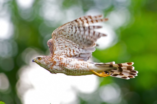 LA Man Gets Jail for Plying Protected Hawk With Booze