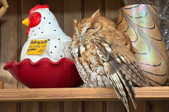 Great Antique Store Find: A Very Sleepy Owl
