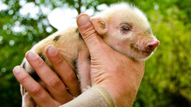 They Bought a 'Teacup' Pig, or So They Thought