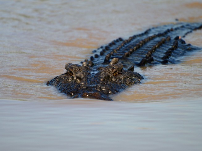 In Flooded Australia, Crocs 'Absolutely Everywhere'