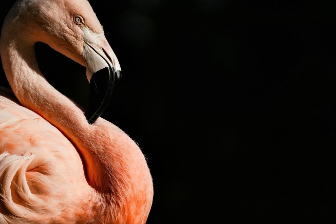 Canadian Tourist Accused of Flamingo Abuse Ordered to Stay in Vegas
