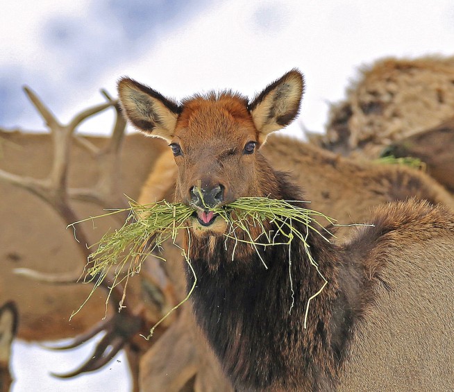 In Northwest, Elk Stray Where Ranchers Wish They Would Not