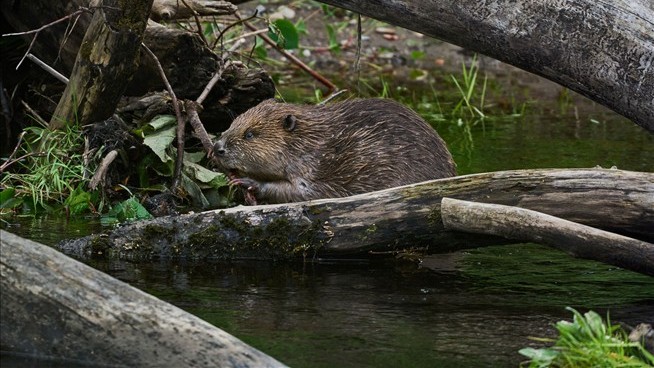 Beavers Could Be a Small Climate-Change Weapon