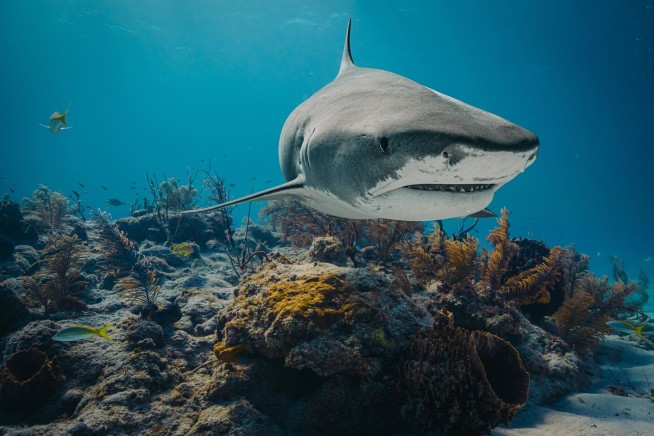 Caffeine, Cocaine Found in Bahamian Sharks