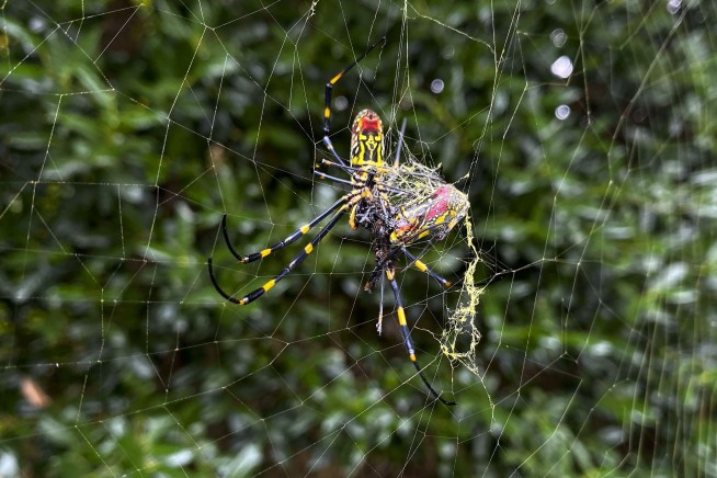 Invasive Joro Spiders Continue Their Spread
