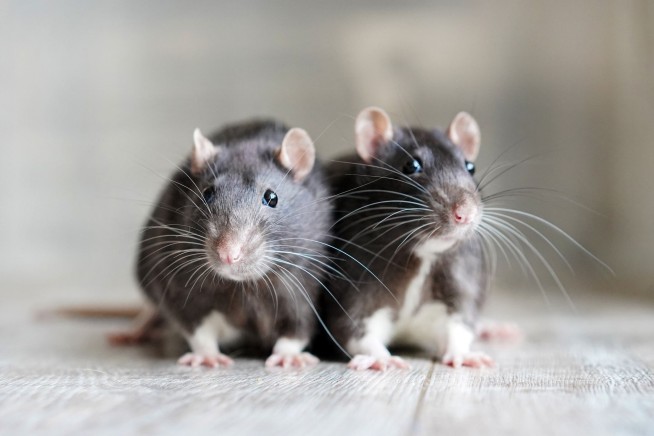 DC Tries Rat Birth Control to Tackle Surging Rodent Issue