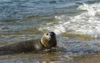 Seal Feasts at Fish Hatchery After 2-Mile Hike