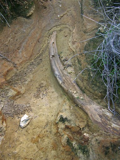 Tusk of Rare Pygmy Mammoth Found on Calif. Island
