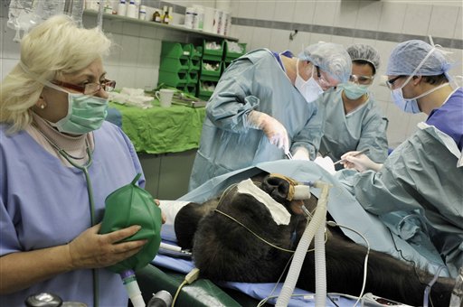 Gorilla Fine After Rare Surgery