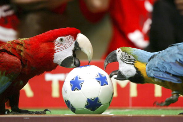 Rawwk! Polly Want a Red Card?
