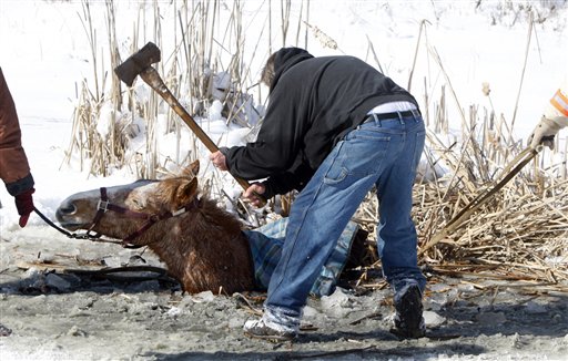 Horse Saved From Frozen Pond