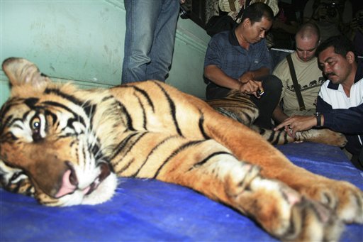 Sumatran Tigers Kill 3 in Indonesia