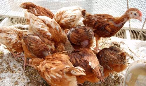 Buy Smaller Eggs, Ease Hens' Pain: Farmer