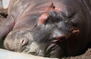 Hippo Sweat Key to Phat Sunscreen