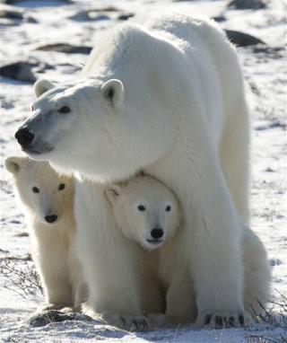 Warming Is Polar Bears' Top Killer, Host Nations Agree