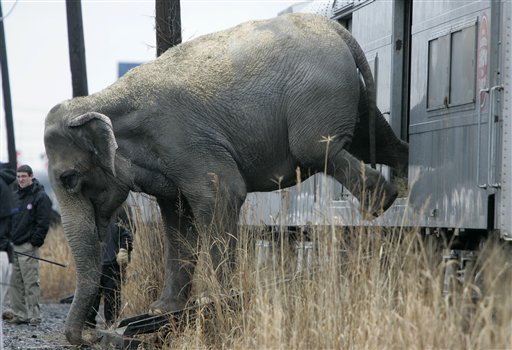 NYC Weighs Ban on Circus Elephants