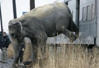 NYC Weighs Ban on Circus Elephants