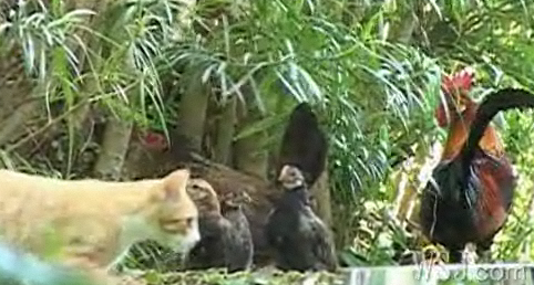 Wild Chickens Get Cocky in Hawaii