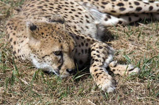 Audio Stimulus Gets Cheetahs to Mate