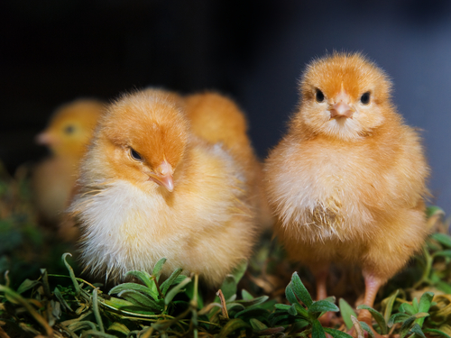 Counting Chicks Redefine Birdbrain