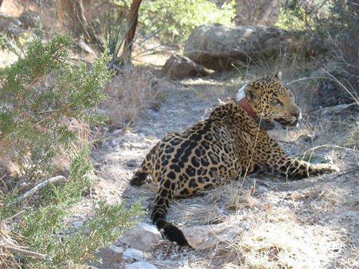 Death of Last US Jaguar Sparks Inquiry