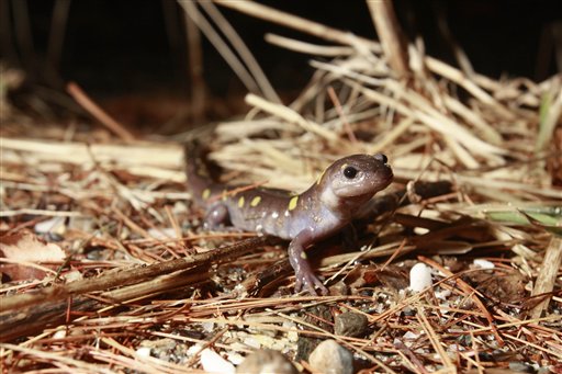 Salamanders Get Help Crossing the Road
