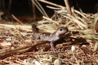 Salamanders Get Help Crossing the Road