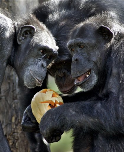 Chimp 'Prostitutes' Trade Sex for Meat