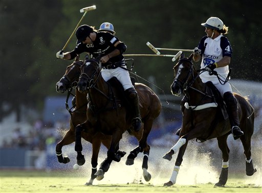 14 Horses Drop Dead Before Polo Match
