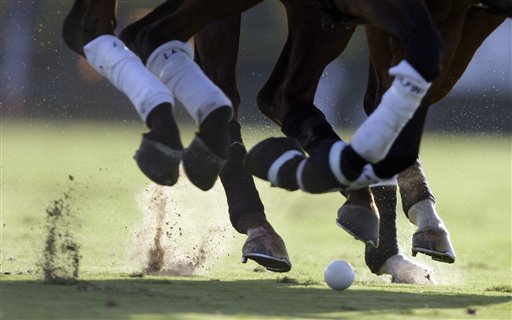 Steroids Didn't Kill 21 Polo Horses: Vet