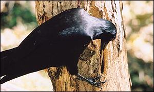 No Bird Brains, Crows Reveal 'Human-Like' Reasoning
