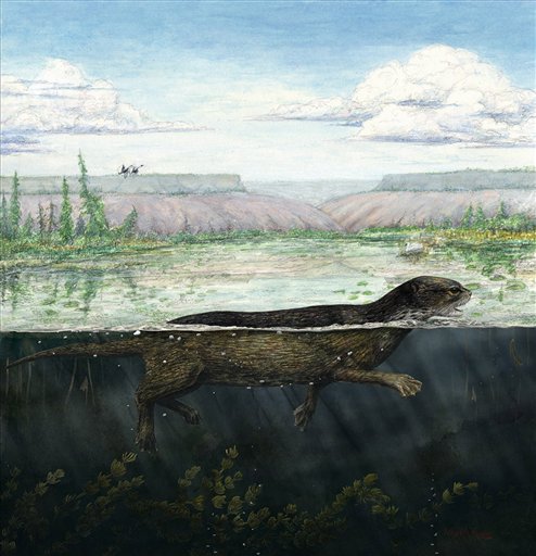 Fossil of 'Missing Link' Walking Seal Found