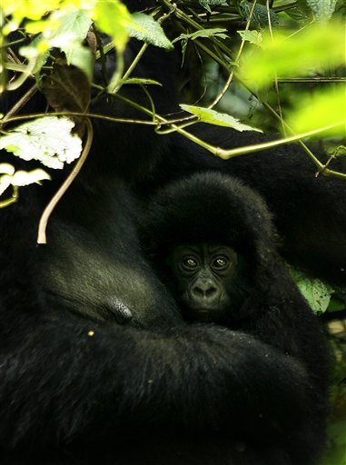 Baby Gorilla Stashed in Smuggler's Bag