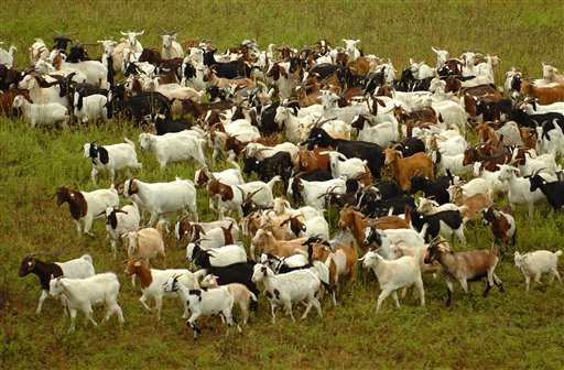 No Kidding: Goats Mow Google Lawns