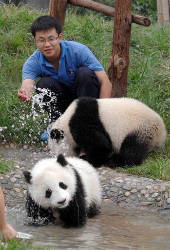 Pandas Haven't Bounced Back From China Quake