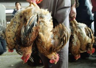 China Orders Chicken Killed By Snakes Off Menus