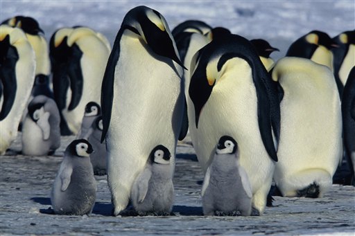 Experts Get the Poop on Penguins