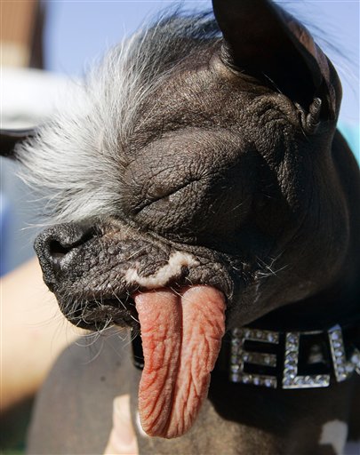 Ugliest Dog Fetches Owner Cash Prize